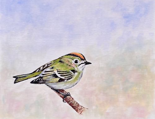 Goldcrest £150