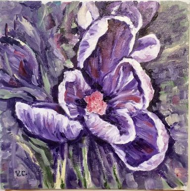 Crocus
