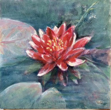 Water Lily