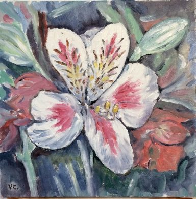 Alstroemeria